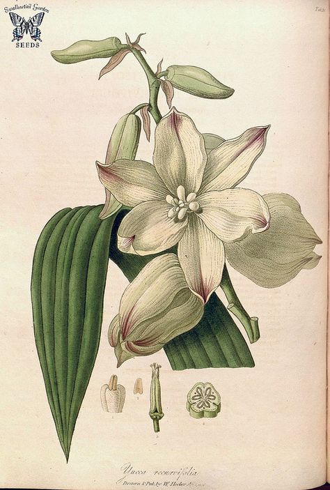 Yucca gloriosa (as Yucca recurvifolia) Hooker, W., Salisbury, R.A., The paradisus  Londinensis (1805) [W. Hooker] Zoology Illustration, Educational Illustrations, Yucca Gloriosa, Making Plant Pots, Yucca Plant, Botanical Vintage, Natural Science, Illustration Botanique, Botanical Illustrations