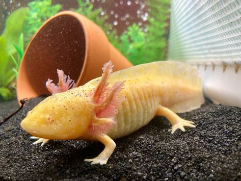 juvenile golden albino axolotl Copper Axolotl, Golden Axolotl, Albino Axolotl, Water Monster, Pretty Animals, Collage, Water, Animals, Pins