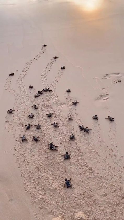 Turtle hatching season running from March to September has just begun. NIHI Sumba releases these baby sea turtles on the day their born as the sun kisses the horizon. @nihi’s sea turtle hatchery program aims to improve the hatchlings’ chances of survival and increase the likelihood of the sea turtles one day returning to Nihiwatu Beach as adults. Watching them tentatively and instinctively make their way across the sand towards the shore is an emotional experiences that fills you with hope. | NI Sea Turtle Hatching, Turtles Hatching, Sea Turtles Hatching, Turtle Hatching, Sea Turtle Pictures, Baby Sea Turtles, Baby Sea Turtle, Baby Turtles, Manifestation Board