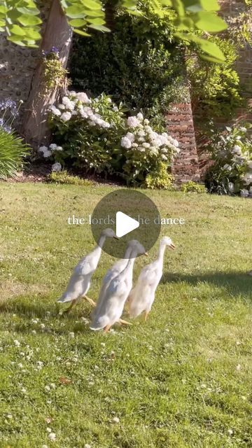 L E A H  L A N E on Instagram: "Welcome to The Silly Duck Series and meet Michael Flatley, one of our dancing ducks. 😅 Can the follower who suggested this name please stand up and take your kudos! 

Now… help us name the other 3 … answers on a 💌 below ⬇️ 

Hope this makes you smile today 🤍

#ducksofinstagram @michaelflatleyofficial #lordofthedance #smile #joy #countryliving" Silly Duck, Michael Flatley, Dancing Duck, Lord Of The Dance, You Smile, Ducks, Make You Smile, Stand Up, Dancing