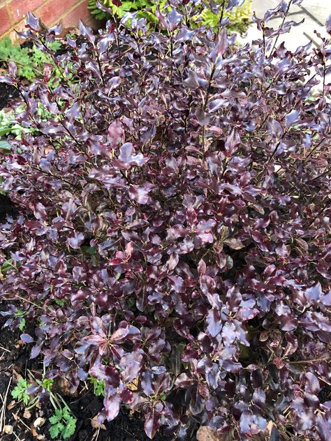 Pittosporum tom thumb Pittosporum Tom Thumb, Mum Garden, Pittosporum Tenuifolium, Winter Pots, Tom Thumb, Water Gardens, St Albans, Garden Pathway, Park Avenue