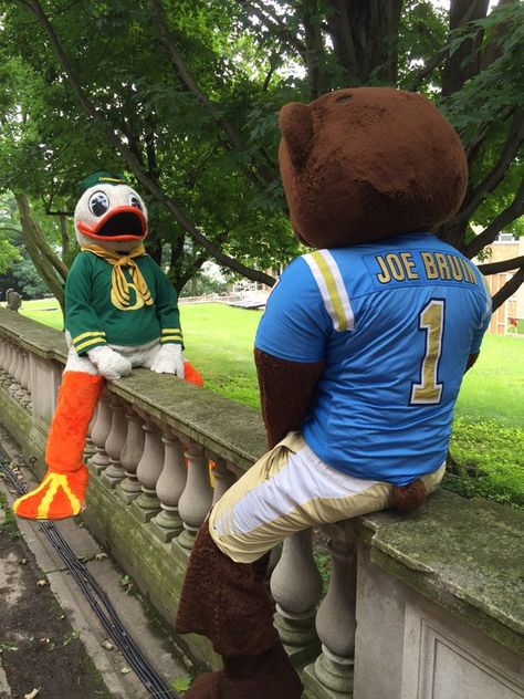 Puddles the Oregon Duck mascot hanging out with UCLA's mascot Joe Bruin. Ducks Wallpaper, Ucla Mascot, Ucla Soccer, Ucla Bruins Football, Ucla Baseball, Oregon Ducks Wallpaper, Ucla Dance Team, Ucla Football, Oregon College