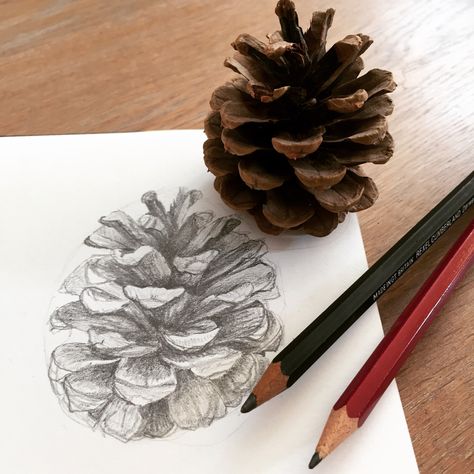 Pencil sketch of a pine cone. Pine Cone Sketch, Pine Cone Drawing, Still Life Sketch, Mushroom Pictures, White Pencil, Graphite Pencils, Art Drawings Sketches Creative, Color Pencil Art, Nature Journal