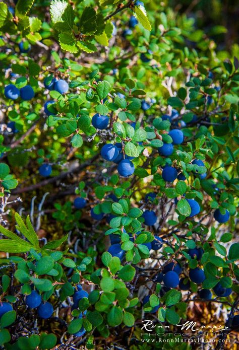 Vaccinium ovalifolium, commonly known as Alaska blueberry, early blueberry, oval-leaf bilberry, oval-leaf blueberry, and oval-leaf huckleberry. www.facebook.com/RonnMurrayPhoto Vegetable Pictures, Farm Lifestyle, Cottage Garden Design, Fruit Photography, Beautiful Fruits, Fruit Plants, Vegetable Garden Design, Fruit Garden, Beautiful Rose Flowers