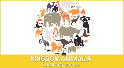 Kingdom Animalia: Classifying Animals - Mensa for Kids Classifying Animals, Kingdom Animalia, Classical Conversations, Animal Groups, Learning Science, Homeschool Science, Nature Study, Always Learning, Mad Scientist