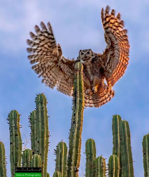 Great Horned Owl Art, Desert Owl, Desert Animal Photography, Great Horned Owl Wings, Great Horned Owl Aesthetic, Desert Wildlife, Horned Owl Photography, Arizona Wildlife, Desert Scenes