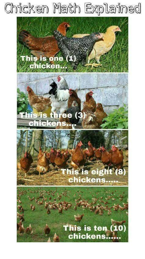 Chicken Memes, Chicken Math, Backyard Chicken Farming, Chickens And Ducks, Crazy Chicken, Chicken Chick, Chicken Garden, Chicken Farming, Crazy Chicken Lady