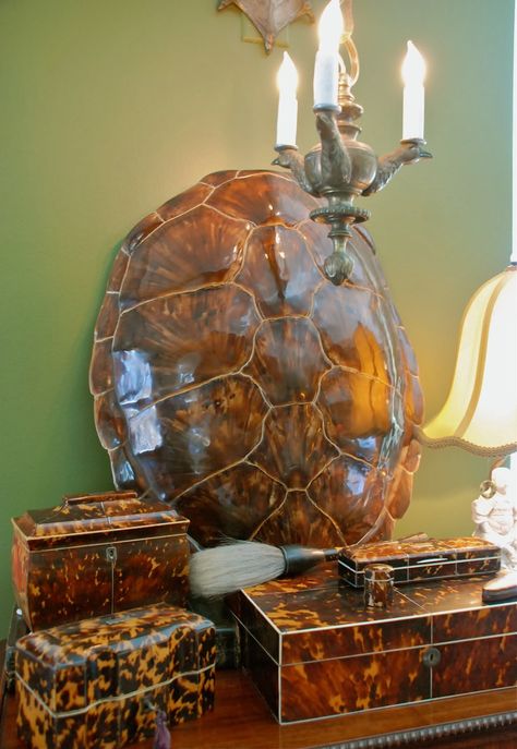 Eye For Design: Search results for tortoise shell Tortoise Shell Decor, Zebra Accessories, Art Styling, Create A Gallery Wall, Brown Chair, Bone Crafts, Shell Decor, Turtle Shell, Business Decor