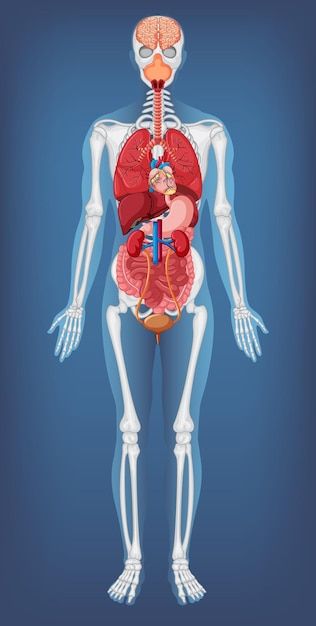 Anatomy Clipart, Human Body System, Heart Health Awareness, Human Body Structure, Human Skeleton Anatomy, 3d Anatomy, Skeleton Anatomy, Horror Photos, Medical Posters