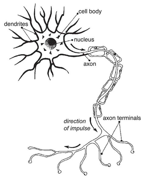 Nerve Neuron Diagram, Cell Diagram, Human Nervous System, Nerve Health, Peripheral Nerve, Nerve Cell, Nerve Damage, Anatomy And Physiology, Nerve