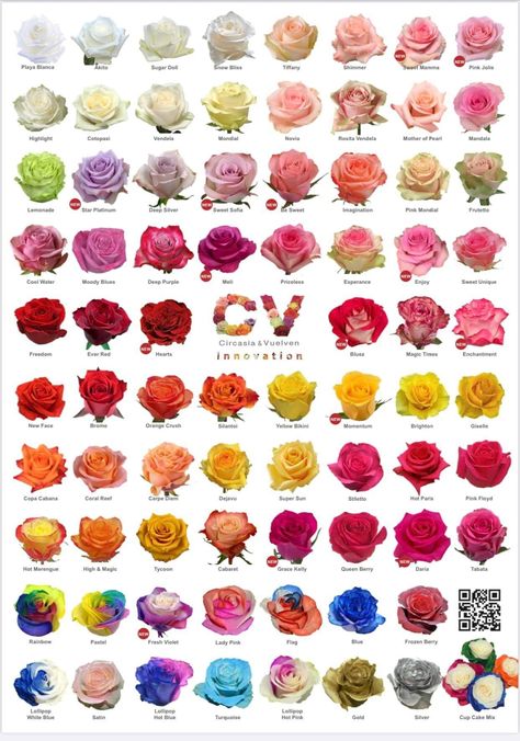 Different Kinds Of Roses, Type Of Roses, Rose Species, Rose Color Meanings, Different Kinds Of Flowers, Arte Aesthetic, Flower Chart, Roses Art, Rose Varieties