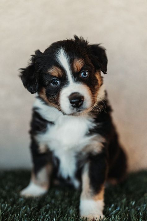 Tri Color Australian Shepherd, Black Tri Australian Shepherd, Becoming A Pilot, Australian Shepherd Puppy, Reactive Dog, Australian Shepherd Dogs, Shepherd Puppy, Doberman Pinscher, Canine Companions