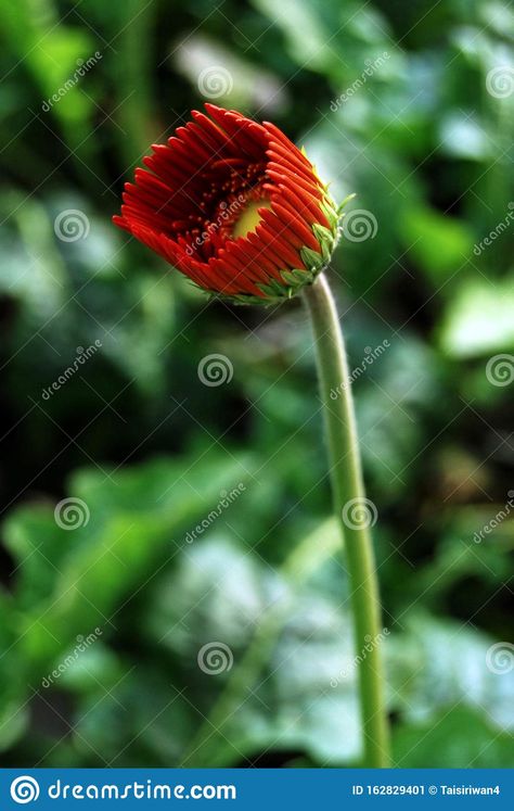 Beautiful Red Daisy Gerbera Flower Bud on Blurred Background Stock Image - Image of petal, botanical: 162829401 Red Daisy, Gerbera Flower, Blurred Background, Flower Bud, Blur, Art Pictures, Daisy, Stock Images, Red