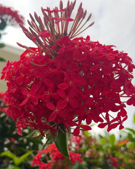 The Dominican Republic is adorned with the most stunning and vibrant flowers I have ever seen! 💐 Dominican Flowers, Dominican Republic Wedding, Tattoo Designs Hand, Henna Tattoo Designs Hand, Vibrant Flowers, Henna Tattoo Designs, The Dominican Republic, Vibrant Flower, Henna Tattoo