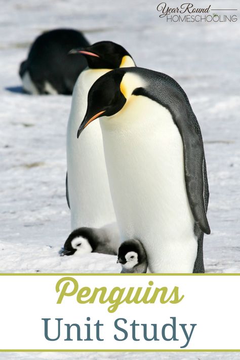 Penguins Unit Study - By Selena Being Optimistic, Penguin Unit, Penguin Day, Emperor Penguins, Winter Unit, Penguin Theme, Free Homeschool Curriculum, Polar Animals, Homeschool Inspiration