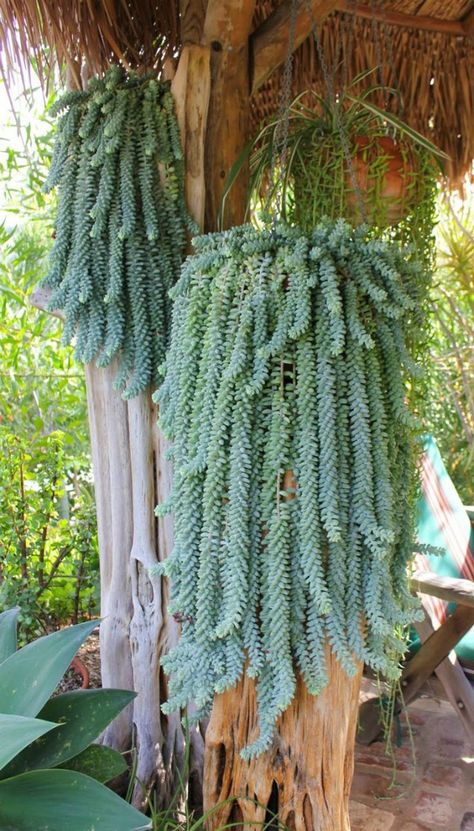 20 Weird House Plants You Didn’t Know You Needed | Brit + Co Mexican Garden, Plants Hanging, Crazy Houses, Weird Plants, Hanging Succulents, Succulent Gardening, Succulents In Containers, Unusual Plants, House Plants Decor