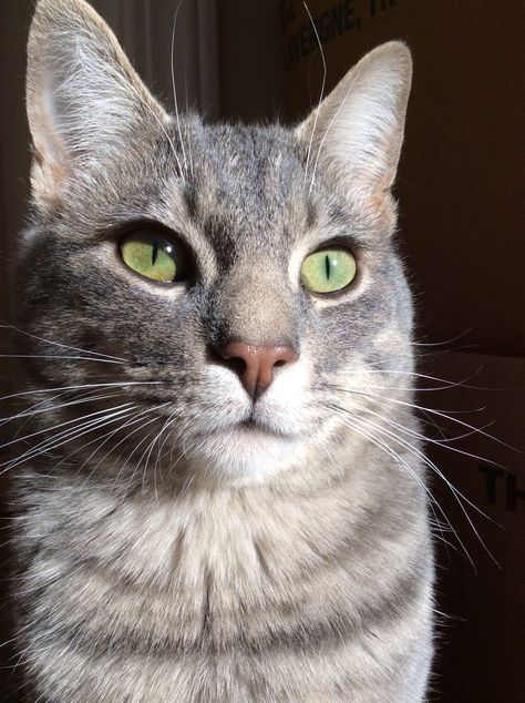 My beautiful green-eyed tabby cat. Gray Cat With Green Eyes, Light Grey Tabby Cat, Cat Green Eyes, Cat Tabby, Grey Tabby, Beautiful Green Eyes, Cats Pictures, Tabby Cats, Striped Cat