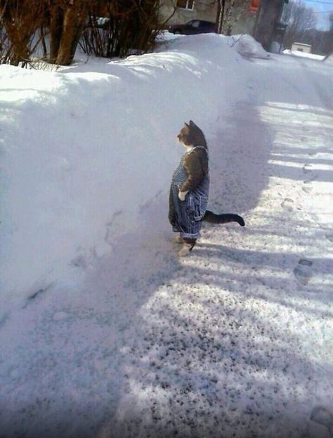 Cat wearing bib overalls in the snow. Image Chat, Cat Stands, Funny Animal Photos, Funny Animal Memes, Funny Animal Pictures, Animal Photo, Crazy Cat, Crazy Cat Lady, Too Funny