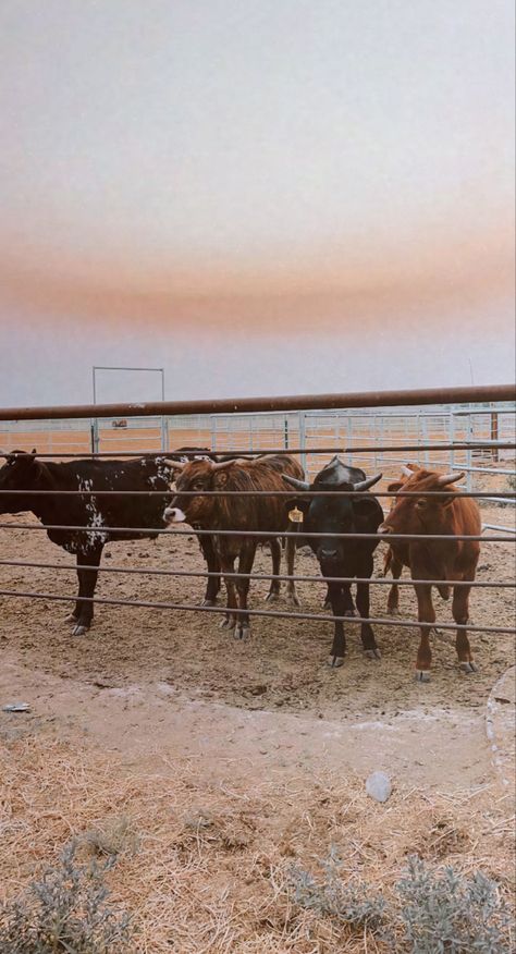 Western Aesthetic Wallpaper, Cowboy Photography, Cow Photography, Country Backgrounds, Country Photography, Western Wallpaper Iphone, Western Photography, Fluffy Cows, Western Wall Art