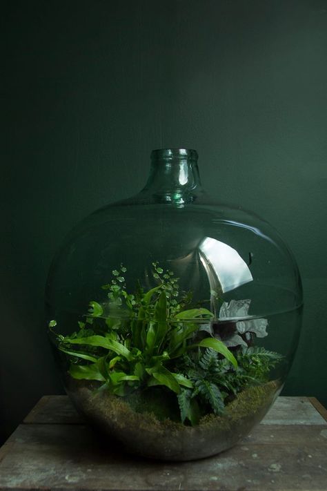 Ken Marten / Vintage Fern Terrarium Fern Terrarium, Bottle Terrarium, Terrarium Jar, Tanaman Indoor, Beautiful Terrariums, Inside Plants, Bottle Garden, Terrarium Decor, Indoor Gardens