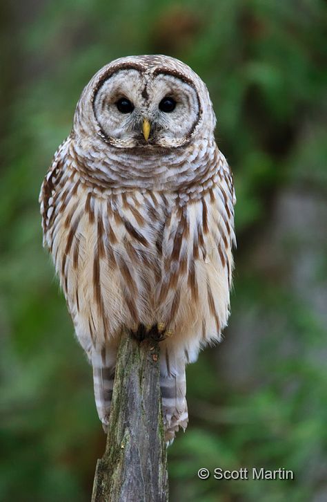 Barred Owl Photography, Barred Owls, Owl Photography, Barred Owl, Bryce Canyon National Park, Bird Perch, Snowy Owl, Animal Species, Deciduous Trees