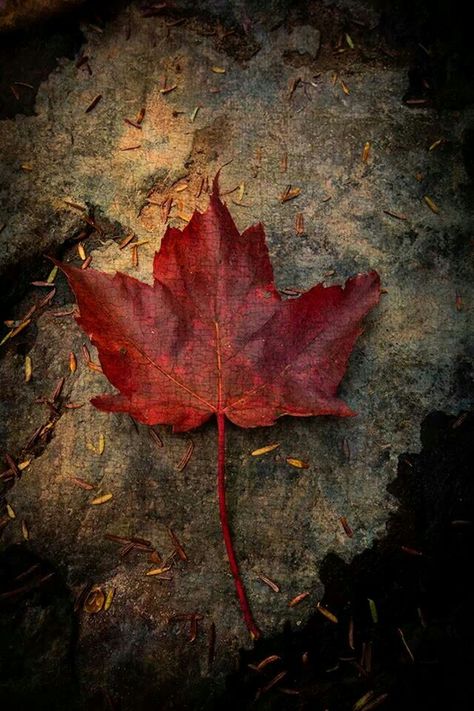 By Ron Germundson Plain Book Page Aesthetic, Pictures Of Leaves, Iphone Wallpaper Usa, Canada Leaf, Maple Leaf Art, Canada Tattoo, Autumn Leaves Wallpaper, Autumn Leaves Art, Krishna Hd