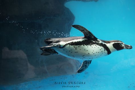 Reef Illustration, Endangered Animals Project, Galapagos Penguin, Humboldt Penguin, Penguin Images, Penguin Tattoo, Swimming Underwater, Penguin Species, African Penguin