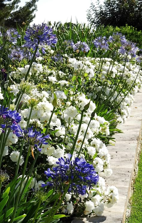 Front Yard Cottage Garden, Cottage Garden Inspiration, Blue And White Flowers, Low Maintenance Garden, Blue Garden, Mediterranean Garden, Garden Plans, Garden Cottage, White Garden