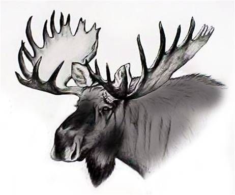 Moose head Moose Tattoo, Hunting Crafts, Moose Painting, Moose Pictures, Moose Hunting, Moose Head, Bull Moose, Moose Antlers, Deer Art