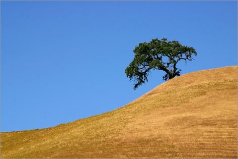 Northern California foothills around Mt. Diablo.  Spent lots of time walking these types of places as a kid.  We would use cardboard to "sled" these hills when the grass was dry. Oak Savanna, California Foothills, Savanna Landscape, Antioch California, California Hills, Tapestry Ideas, Contra Costa County, Places In California, East Of Eden