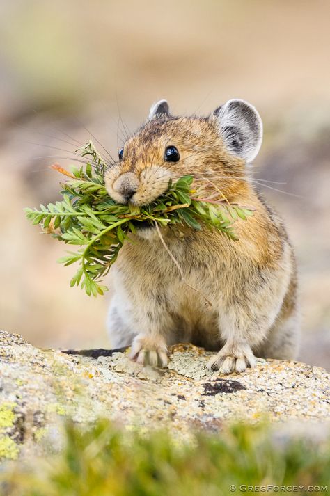 American Pika, 영감을 주는 캐릭터, Beatrix Potter, Hamsters, Rodents, Cute Creatures, Sweet Animals, Animal Photo, Nature Animals