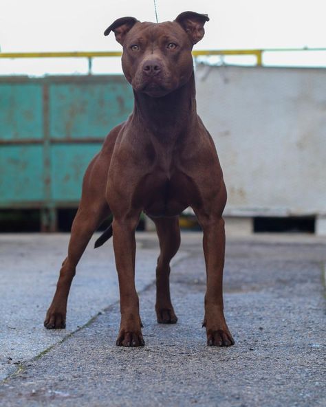 Brown Pitbull, American Staffy, Pitbull Dog Breed, Bully Breeds Dogs, Red Nose Pitbull, Pitt Bull, All Breeds Of Dogs, Dog Anatomy, Buster Brown