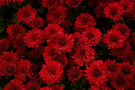 Lovely red chrysanthemum flowers by Daria Photo on @creativemarket Red Crysantenum Flower, Red Chrysanthemum, Chrysanthemum Bouquet, Natural Background, Flowers Aesthetic, Chrysanthemum Flower, Beautiful Wallpapers Backgrounds, The Darkness, Love Wallpaper