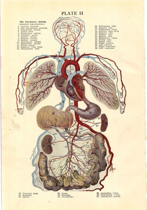 1920s Illustration of the Circulatory System. Plate H. Detail: https://www.pinterest.com/pin/287386019945500955/ Human Circulatory System, Anatomy Organs, Medical Drawings, Male Figure Drawing, Human Figure Drawing, Human Anatomy And Physiology, Medical Anatomy, Vintage Medical, Medical Art