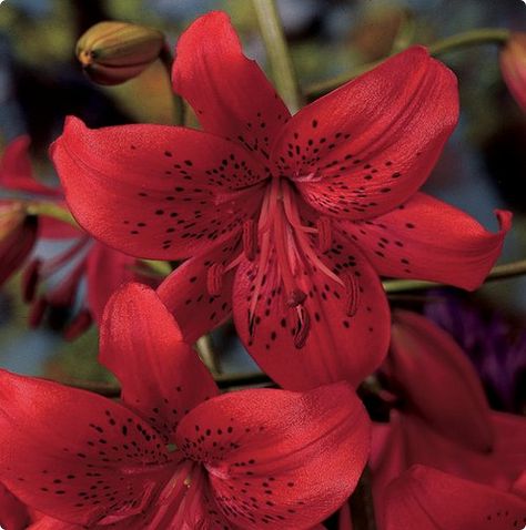 Tiger Lily 'Red Twinkle' | by pics collector Red Tiger Lily, Tiger Lily Flowers, Lily Bulbs, Red Lily, Red Tiger, Nothing But Flowers, Wholesale Flowers, Bulb Flowers, Tiger Lily