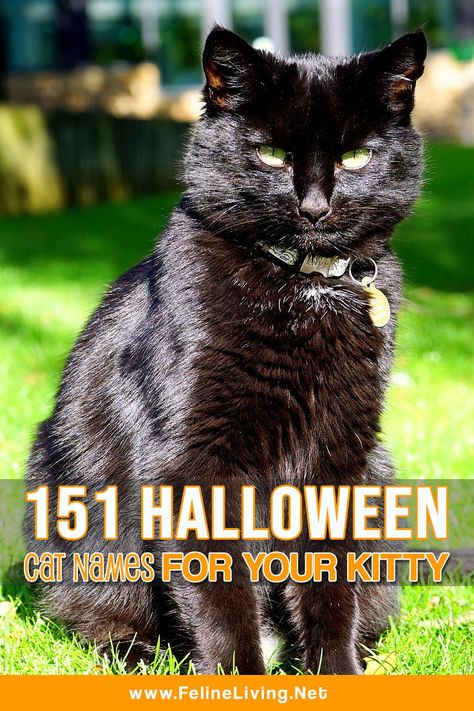 151 Best Halloween cat names for your scary feline! Halloween Names For Cats, Scary Names, Girl Cat Names, Halloween Names, Vampire Cat, Kitten Names, F2 Savannah Cat, Scary Cat, Funny Cats And Dogs