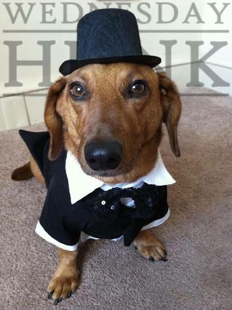 Dog wearing suit & hat Suit Hat, Dachshund