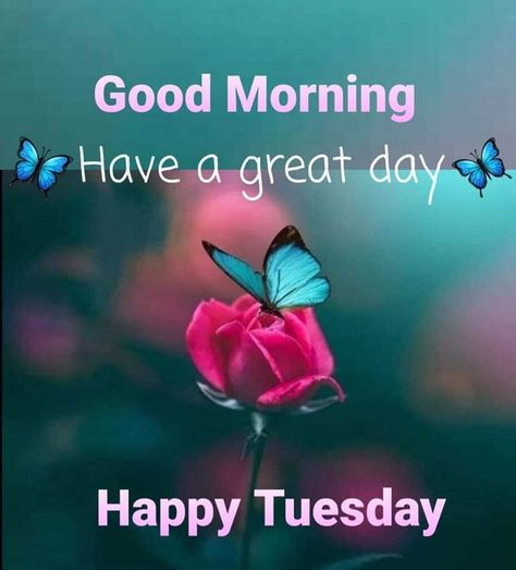 Tuesday Have A Great Day, Have A Great Tuesday, Happy Tuesday, Happy Quotes, Have A Great Day, Good Morning, Quotes, Pins