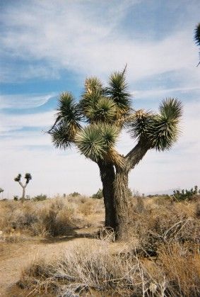 Joshua Tree, Hesperia CA loved living in the desert Hesperia California, Desert Beauty, Modern Landscape Painting, Desert Living, California History, Modern Landscape, Paintings Abstract, Watercolor Paintings Abstract, Desert Homes