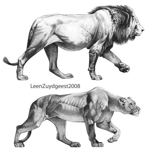 African lion and lioness by LeenZuydgeest Lion Anatomy, Savannah Animals, Feline Anatomy, Lion Sketch, Cat Anatomy, Lion Drawing, Lion And Lioness, Big Cats Art, Animal Study