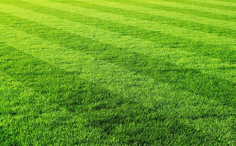 Lawn Striping, Spring Lawn Care, Lawn Mower Storage, Aerate Lawn, Diy Lawn, Lawn Care Tips, Lawn Mowing, Lawn Service, Healthy Lawn