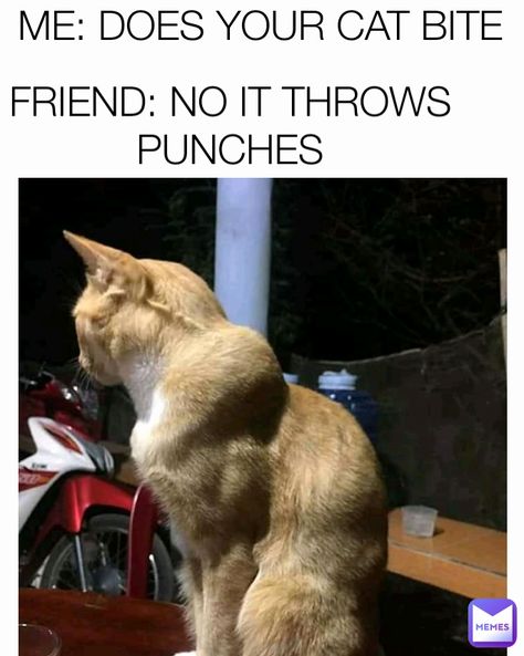 31 Fresh Pics And Memes To Sweeten Your Moonday - Gallery Gym Jokes, Friday Cat, Gym Memes Funny, Cat Gym, Cat Biting, Cat Language, Workout Memes, Gym Memes, Orange Cat