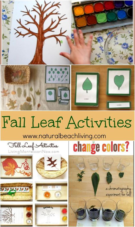 AWESOME Fall Leaf Activities for Kids, Crafts, Science, Art, Fine Motor Skills with free printables, Montessori Activities, Nature... LOVE IT ALL! Fall Montessori Activities, Fall Leaf Activities, Leaf Activities For Kids, Fall Leaves Activities, Leaf Activities, Fall Lesson Plans, Fall Lessons, Tree Study, Montessori Ideas