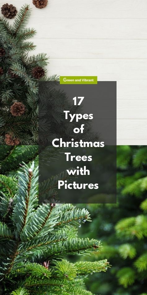 17 Types of Christmas Trees with Pictures Types Of Christmas Trees Real, Different Types Of Christmas Trees, Christmas Tree Types, Homestead Plans, Christmas Trees For Sale, Plant Obsession, White House Christmas Tree, Dreamy Christmas, Types Of Christmas Trees