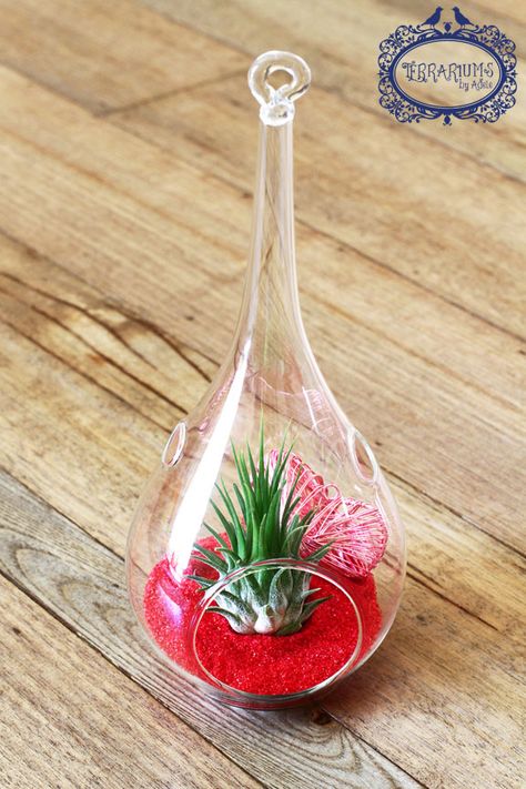 Valentine's Day themed terrarium with Air Plant. Follow Terrariums by Adele on Facebook. Themed Terrarium, Plants In Jars, Glass Bottle Diy, Bottle Diy, Succulent Terrarium, Air Plants, Glass Bottle, Adele, Terrarium