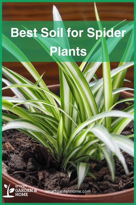 Discover the best soil mix for your spider plants!  Ensure thriving greenery with proper drainage and nutrients.  Check out our guide now! Spider Plant Care, Airplane Plant, Composting Methods, Ribbon Plant, Types Of Houseplants, Easy Plants To Grow, Spider Plant, Growing Greens, Garden Compost