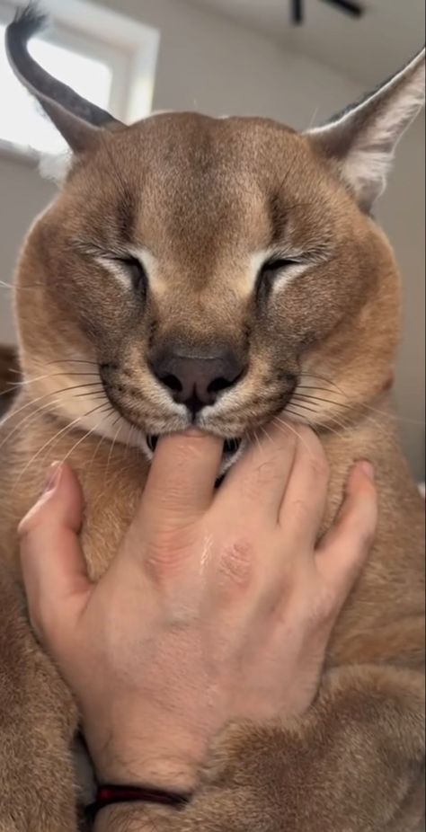 Caracal Cat Pet, Baby Caracal, Big Floppa, Caracal Cat, Cute Animal Memes, Silly Cats Pictures, Cat Aesthetic, Funny Cute Cats, Silly Cats