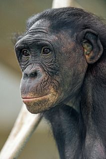 Profile of a bonobo | Flickr - Photo Sharing! References Animals, Monkey Types, Ape Monkey, Elephants Photos, Monkey Face, Animal Guides, Wild Animals Pictures, African Grey Parrot, Great Ape