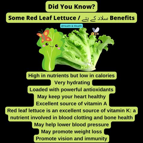 is red leaf lettuce good for you
does red leaf lettuce have nutritional value
what to do with red leaf lettuce
red leaf lettuce nutrition
health benefits of red leaf lettuce
is red leaf lettuce better than green
benefits of red leaf lettuce
does red leaf lettuce have calcium
benefits of eating red leaf lettuce
does red leaf lettuce have fiber Green Leaf Vegetables, Lettuce Benefits, Leaf Nutrient Deficiency, Red Leaf Lettuce Salad, Leaf Lettuce, Red Leaf Lettuce, Vegetable Benefits, Sources Of Vitamin A, Vitamin K