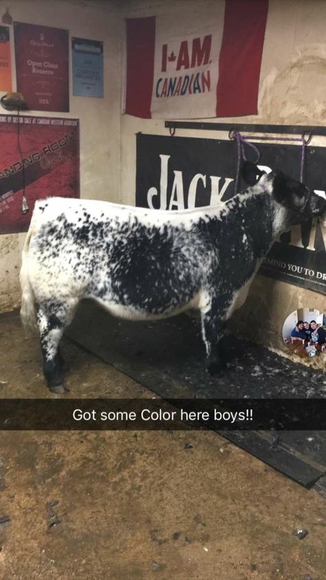 Ryan Rash, Show Cattle Barn, Club Calf, Showing Cattle, Livestock Judging, Show Steers, Show Cows, Cattle Barn, Funny Horse Videos